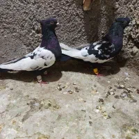 جفتی سینه و دمبی