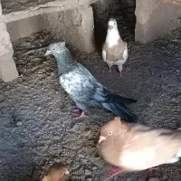 کبوتر گمشده