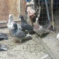 کفتر جوونه نر