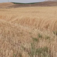 گندم درجه یک کاشتی