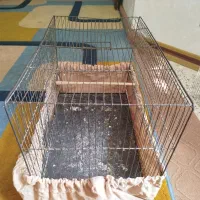 قفس|لوازم جانبی حیوانات|فولادشهر, مسکن مهر فولادشهر|دیوار