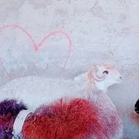 کووه نرمیشی چاق ومست|حیوانات مزرعه|شوشتر, |دیوار