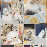 گربه پرشین اگزاتیک لانگ هیر(اگزوتیک)خالص شجره دار