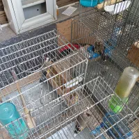 سهره