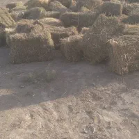 پرس خار دانه دار