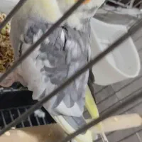 عروس هلندی مولد|پرنده|پاکدشت, پاکدشت (مامازند)|دیوار