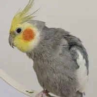 عروس هلندی رام و دستی