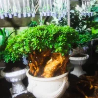 فروش انواع بنسای