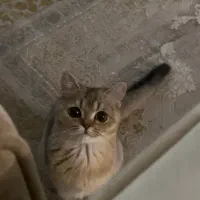 گربه بریتیش