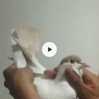 موتور سیکلت کفتر خال