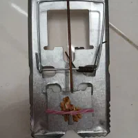 تله موش به تعداد ۲۰ تا