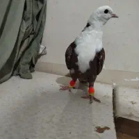 کلاغ سرخ|پرنده|نیشابور, شهرک بسیج|دیوار