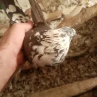 کبوتر|پرنده|ایلام, |دیوار