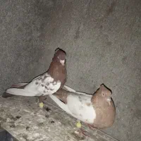 نرو ماده دکتی و سینه ای
