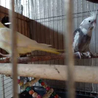 فروش|پرنده|پره‌سر, |دیوار