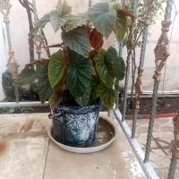 گل خانگی|گل و گیاه طبیعی|کرمانشاه, |دیوار