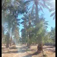 زمین-باغشهری