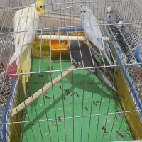 طوطی سینامون|پرنده|بهبهان, |دیوار