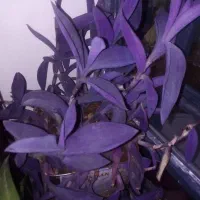 6تا عددگل|گل و گیاه طبیعی|آباده, |دیوار