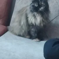 واکذاری گربه پرشین کت|گربه|ساری, |دیوار