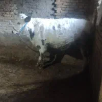 گوساله نر|حیوانات مزرعه|فارسان, |دیوار