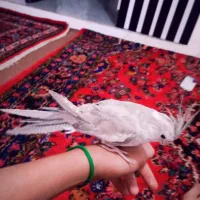 یک جفت عروس هلندی فروشی خوب|پرنده|خزل, |دیوار