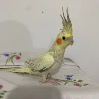 عروس هلندی