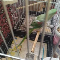 جوجه شاه طوطی نر