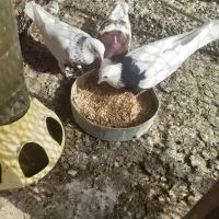کبوتر طوقی دوجفت