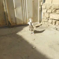 یک جفت طوقی هفت رنگ|پرنده|خرمآباد, |دیوار