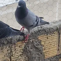 کبوتر بوشهری و پلاکی