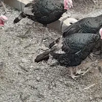 بوقلمون نر کیلو یی ۶۵۰