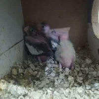 سرلاکی|حراج|پارس‌آباد, |دیوار