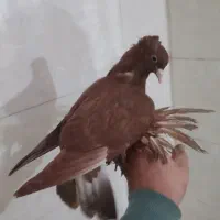 کبوتر ماده کاکلی راعبی پا پر بلند