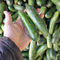 خیار محلی ۲۸ت و ۱۵ت|حراج|جهرم, |دیوار