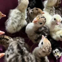 تخم بوقلمون نطفه دار تازه(۸۵ درصد تضمین نطفه)|حیوانات مزرعه|لنگرود, |دیوار