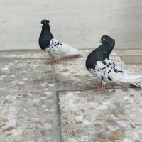 کله سیاه درجه یک|پرنده|اهواز, بیست متری شهدا|دیوار