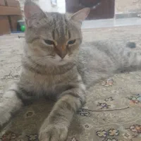 واگزاری گربه