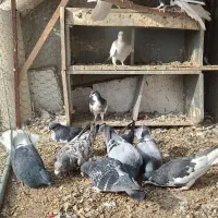 کبوتر|پرنده|بوئین زهرا, |دیوار