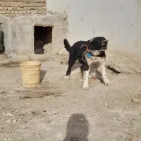 سگ ماده قدریجونی