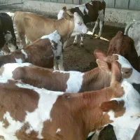 مرکز پخش و فروش گوساله|حیوانات مزرعه|ایلام, |دیوار