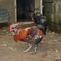 خروس گلین کاکلی|حیوانات مزرعه|چالوس, |دیوار