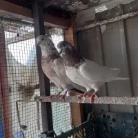 کفتر|پرنده|قم, چهار مردان|دیوار