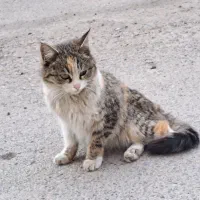 واگذاری گربه