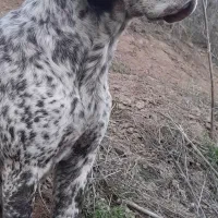 توله شکاری دنبلانی