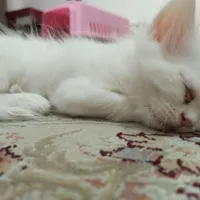 پرشین کت