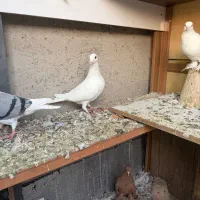 شامی مسافتی سفید