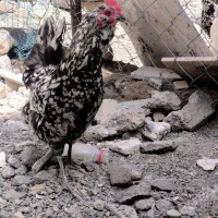 تخم نطفه دار و مرغ گلین اصل ریش‌دار