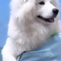 فروش سگ های خانگی نگهبان آموزش دار متنوع|سگ|کرج, عظیمیه|دیوار