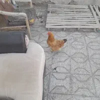 مرغ خروس